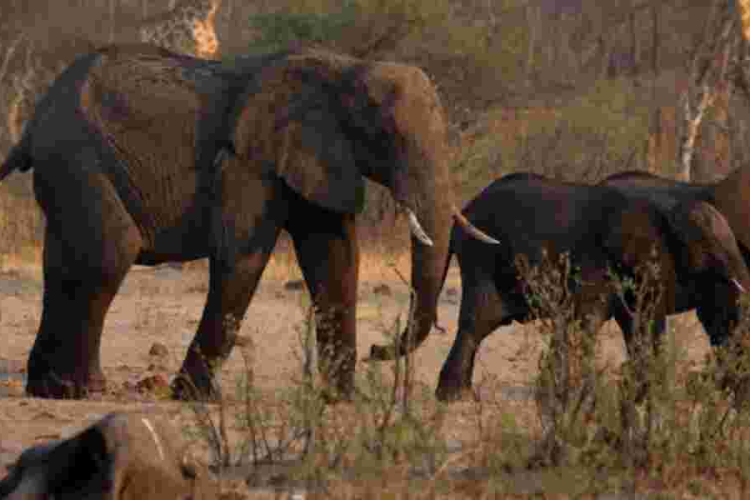 Why Namibia Plans to Slaughter 723 Wild Animals