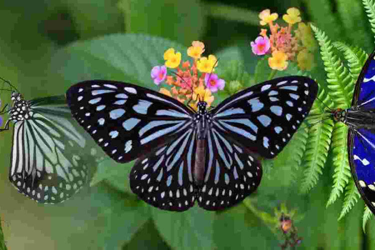 Italian Father-Son Duo Fined $200,000 for Insect Smuggling in Sri Lanka