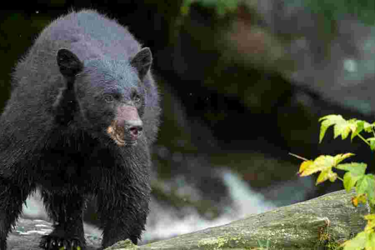 12-Year-Old Kills Bear, Saves Dad in Wisconsin Attack