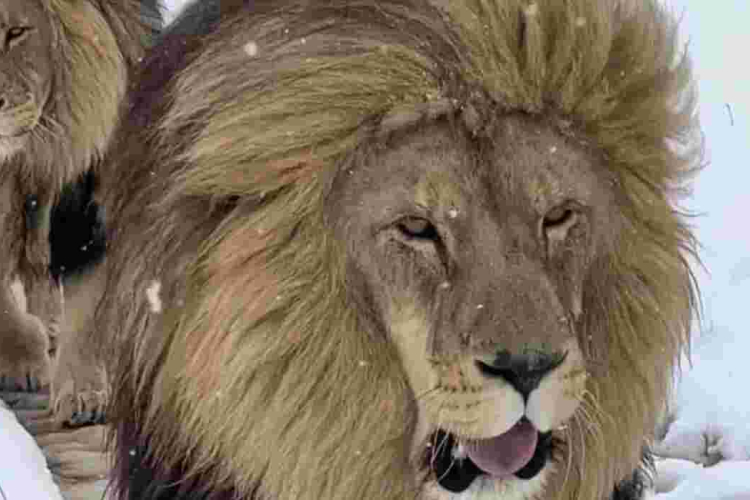 South African Lions, lionesses Enjoy Unexpected Snowfall 