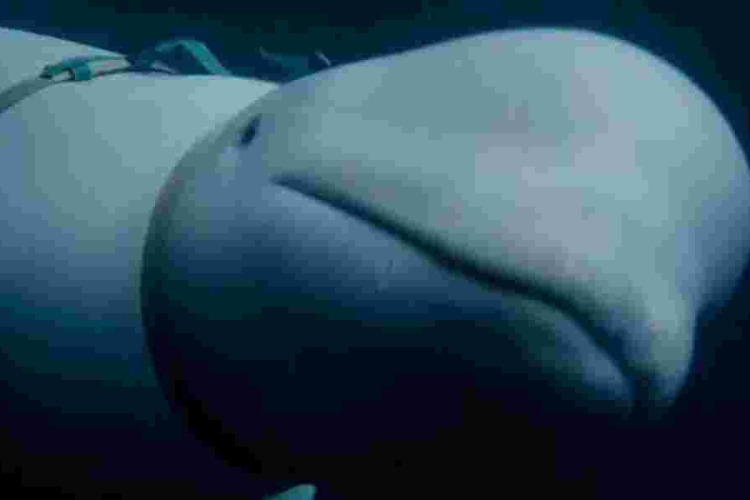 How a Russian Military-Trained Beluga Whale Ended Up in Norway