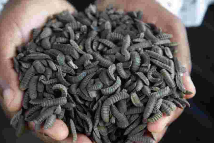 How Zimbabwean Farmers Are Surviving Drought with Maggots
