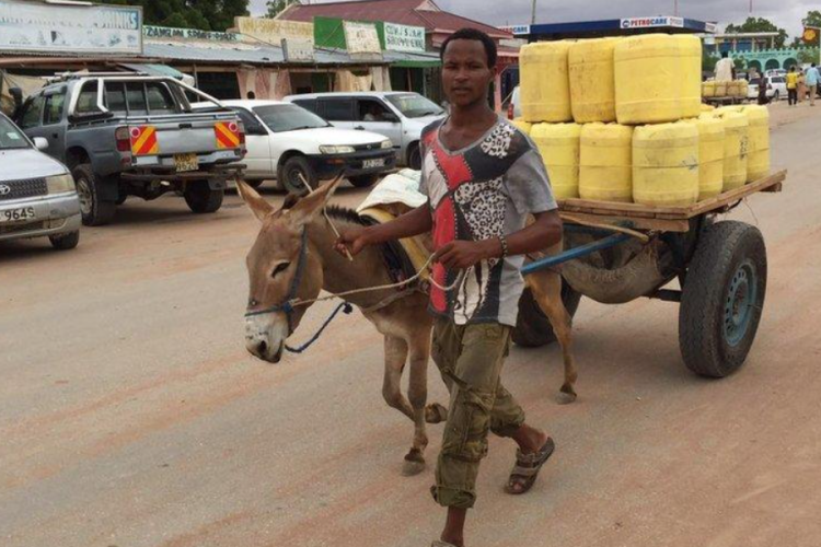 Kenyan Treasury Eyes Animal Transport to Cut Government Spending