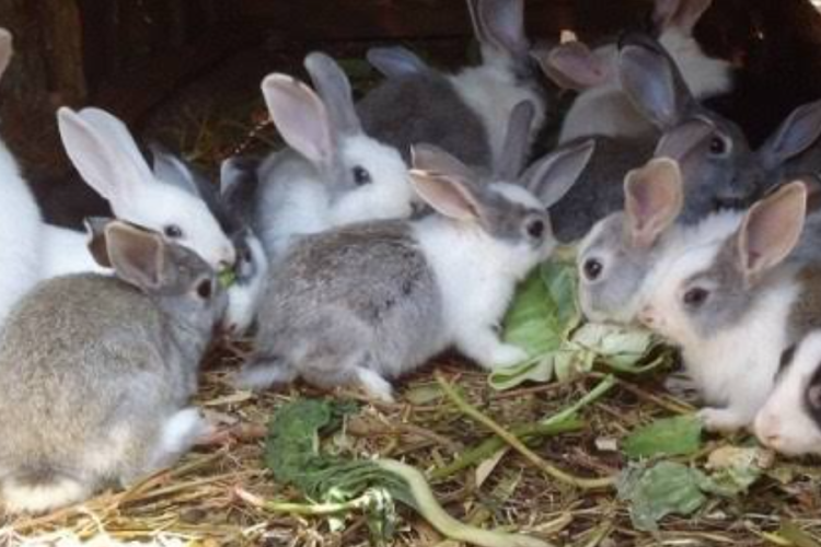 How 10,000 Farmers Are Turning Rabbit Breeding into Profitable Venture in Coastal Kenya