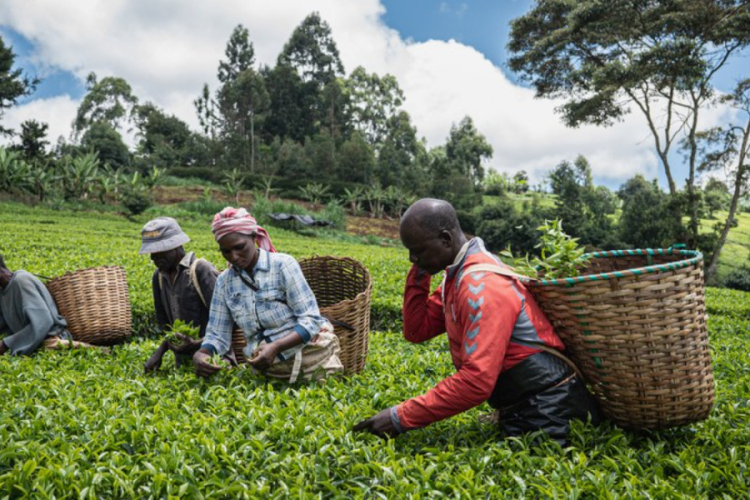 Israel-Iran Conflict Threatens Kenyan Tea Exports