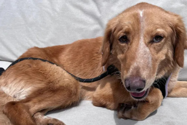 Dog Survives 100-Mile Trek and Island Swim Before Rescue