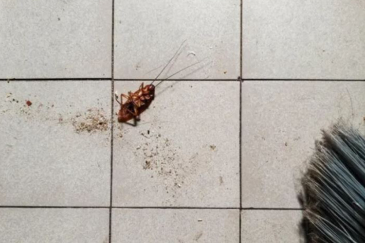Woman’s Attempt to Burn Cockroach Triggers Apartment Fire in South Korea
