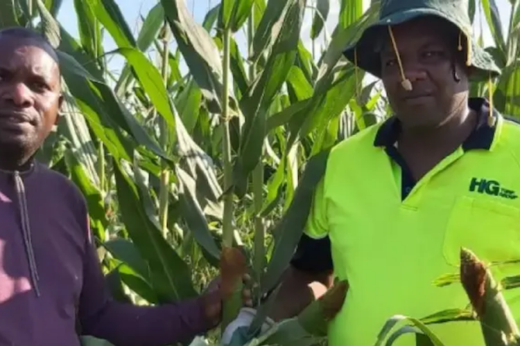 Kenyan and Zimbabwean Entrepreneurs Bring White Maize Farming to Australia
