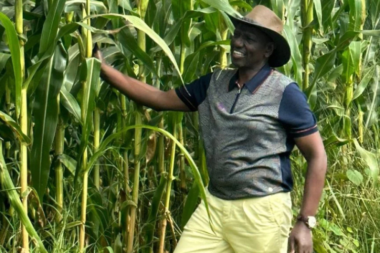 Ruto: Even My Maize Was Wiped Out by Drought