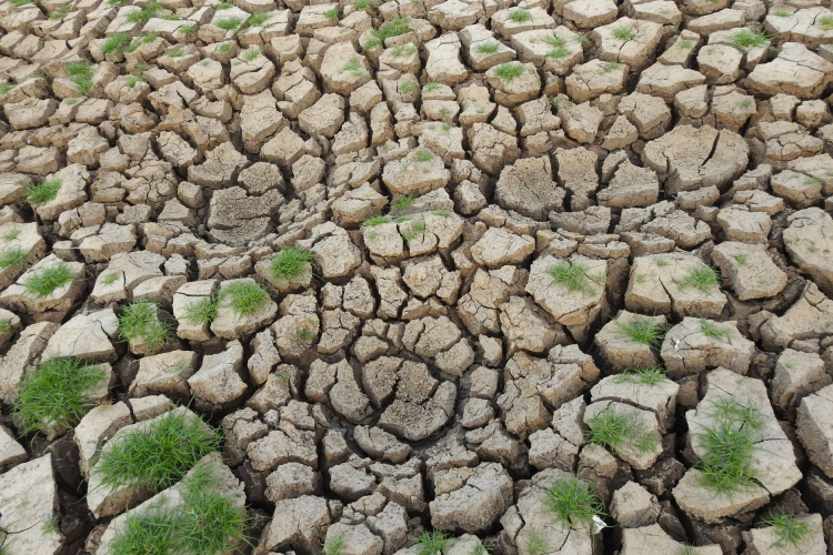Beachgoers' Photos Aid Climate Science in Global Coastal Study