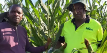 Kenyan and Zimbabwean Entrepreneurs Bring White Maize Farming to Australia